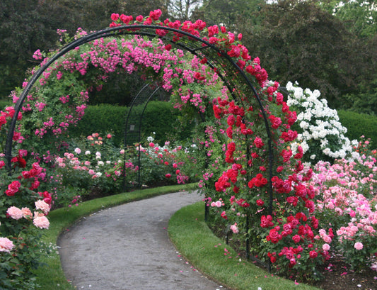 Rose Garden