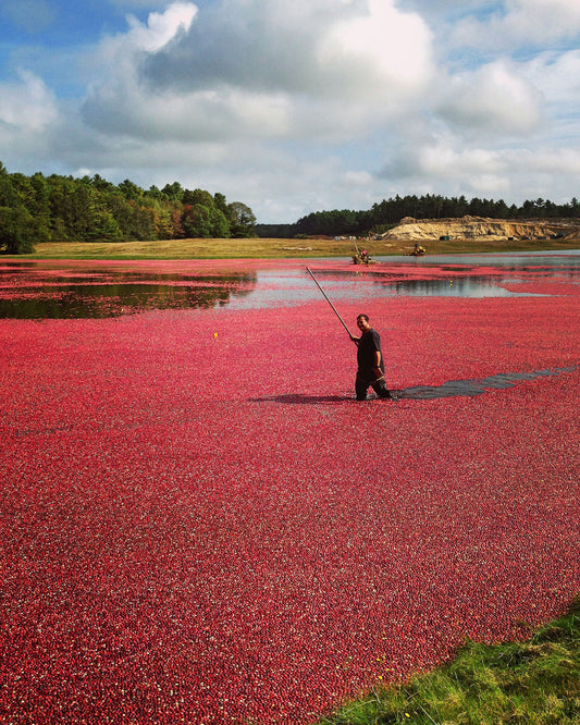 Cranberry Harvest