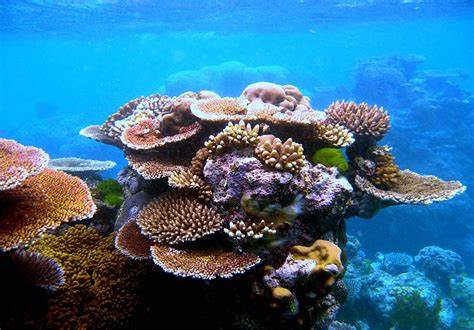 Coral Reef