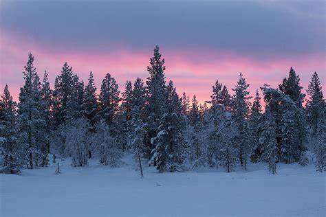 Artic Forest