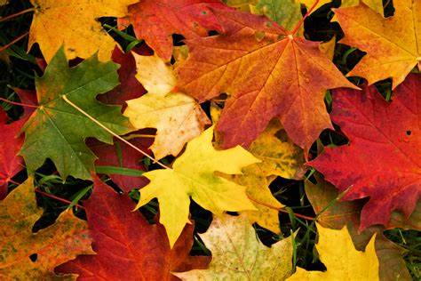 Leaves