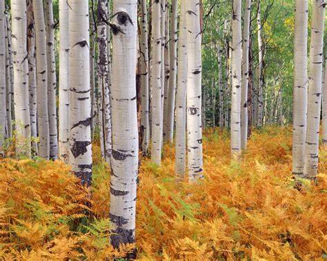 Cracklin Birch