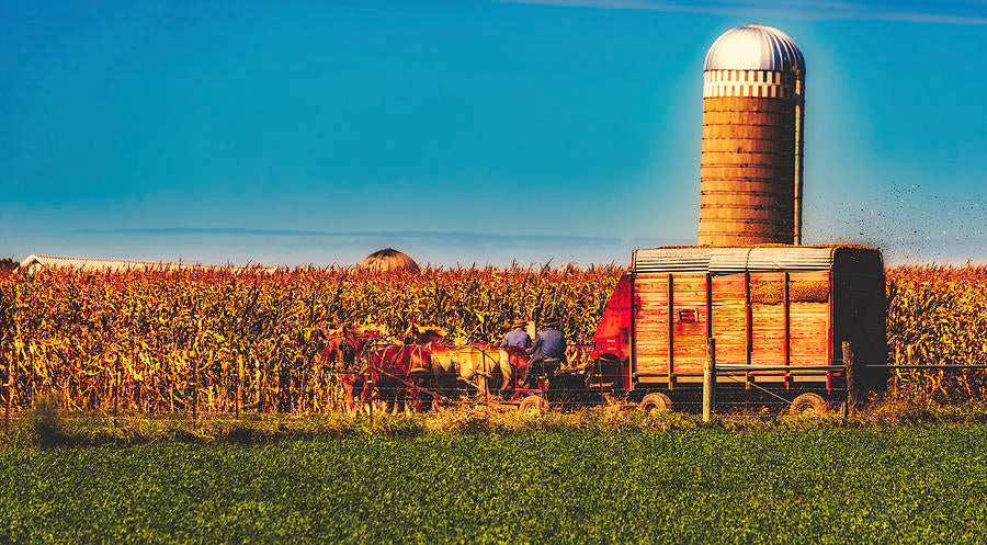 Amish Harvest