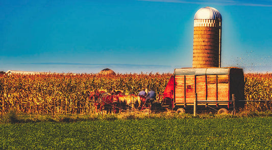 Amish Harvest