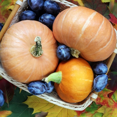 Blueberry Pumpkin Patch