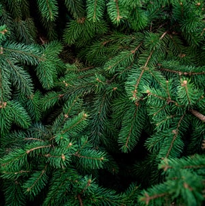 Balsam Fir