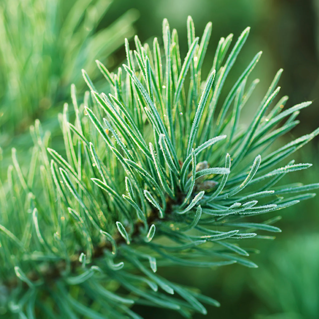 Frasier Fir