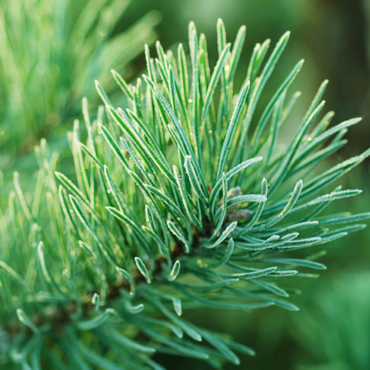 Frasier Fir