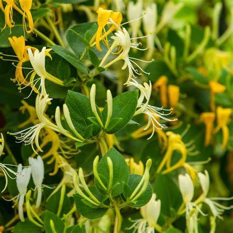 Honeysuckle Hollow