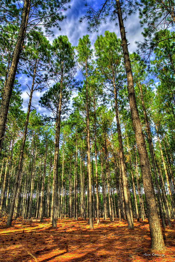 Pine Forest