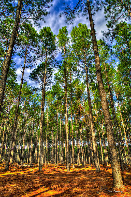Pine Forest