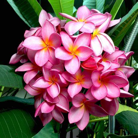 Plumeria