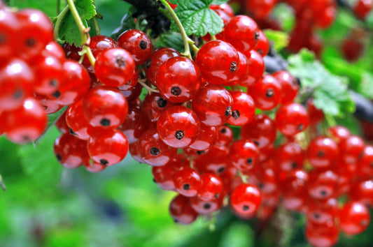 Red Currant