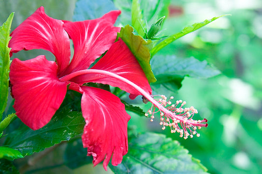 Lily & Hibiscus